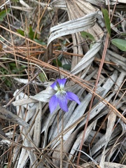 Viola septemloba
