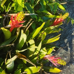 Aechmea nudicaulis