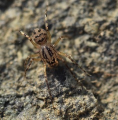 Scytodes velutina