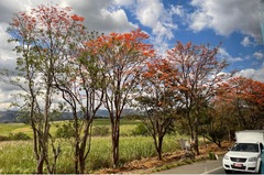 Erythrina poeppigiana