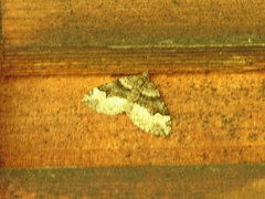 Xanthorhoe lacustrata