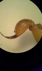 Centruroides limpidus