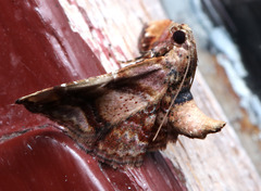 Scenedra decoratalis