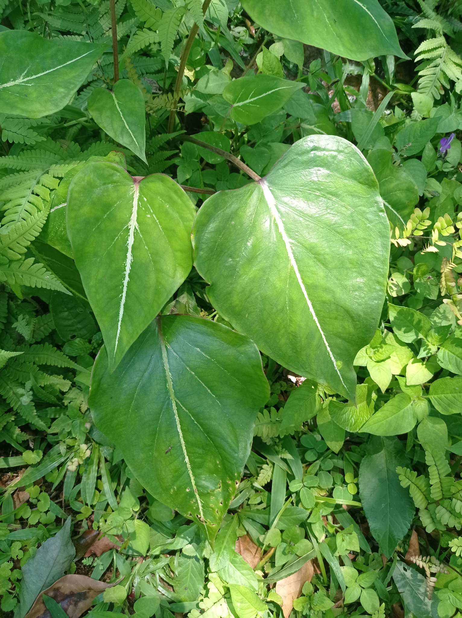 Caladium Schomburgkii (Caladium schomburgkii)
