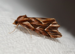 Clytoscopa iorrhoda