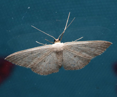 Scopula optivata