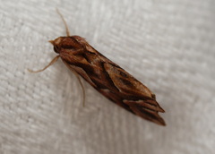 Clytoscopa iorrhoda