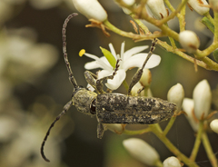 Pempsamacra dispersa