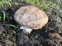 Agaricus brunneofibrillosus