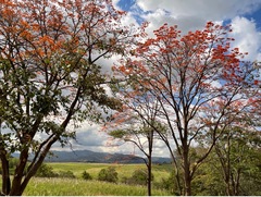 Erythrina poeppigiana