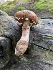Agaricus brunneofibrillosus
