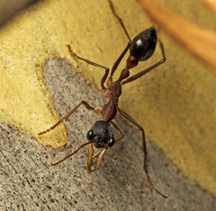 Myrmecia nigriceps