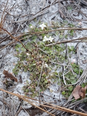 Houstonia procumbens