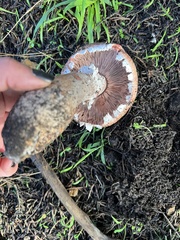 Agaricus brunneofibrillosus