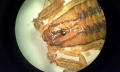 Centruroides limpidus