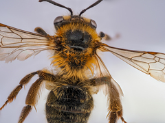 Andrena fuscipes