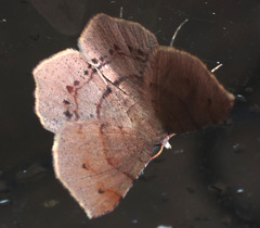 Rhinodia
