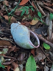 Megalobulimus oblongus