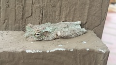 Osteocephalus buckleyi