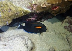 Acanthurus olivaceus