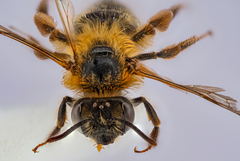 Andrena fuscipes