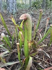 Sarracenia minor