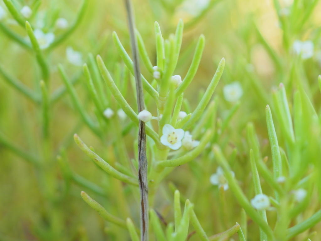 Crassula tuberella