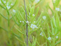 Crassula natans