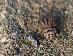Scytodes velutina