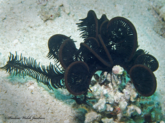 Crinoidea