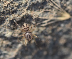 Scytodes velutina