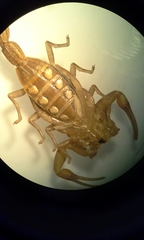 Centruroides limpidus