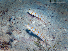 Valenciennea puellaris