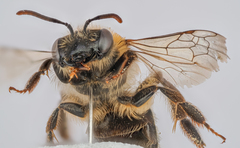 Andrena fuscipes