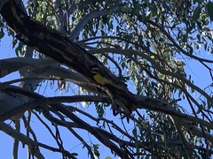 Falcunculus frontatus