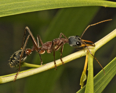 Myrmecia nigriceps