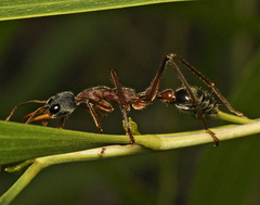 Myrmecia nigriceps