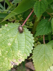 Antiteuchus