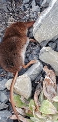 Sorex cinereus