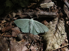 Geometra papilionaria