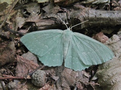 Geometra papilionaria