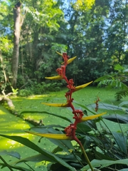 Heliconia richardiana