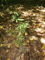 Galium intermedium