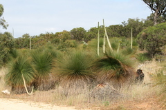 Xanthorrhoea preissii