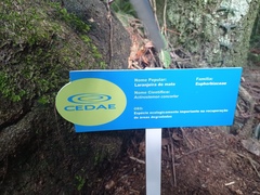 Actinostemon concolor