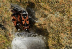 Horvathiolus guttatus