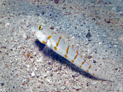 Valenciennea puellaris