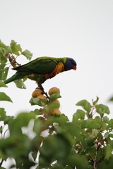 Trichoglossus moluccanus