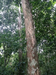 Actinostemon concolor