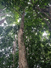 Actinostemon concolor